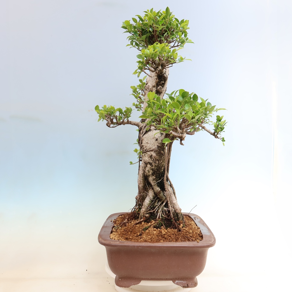 Pokój bonsai - Ficus kimmen - figowiec drobnolistny