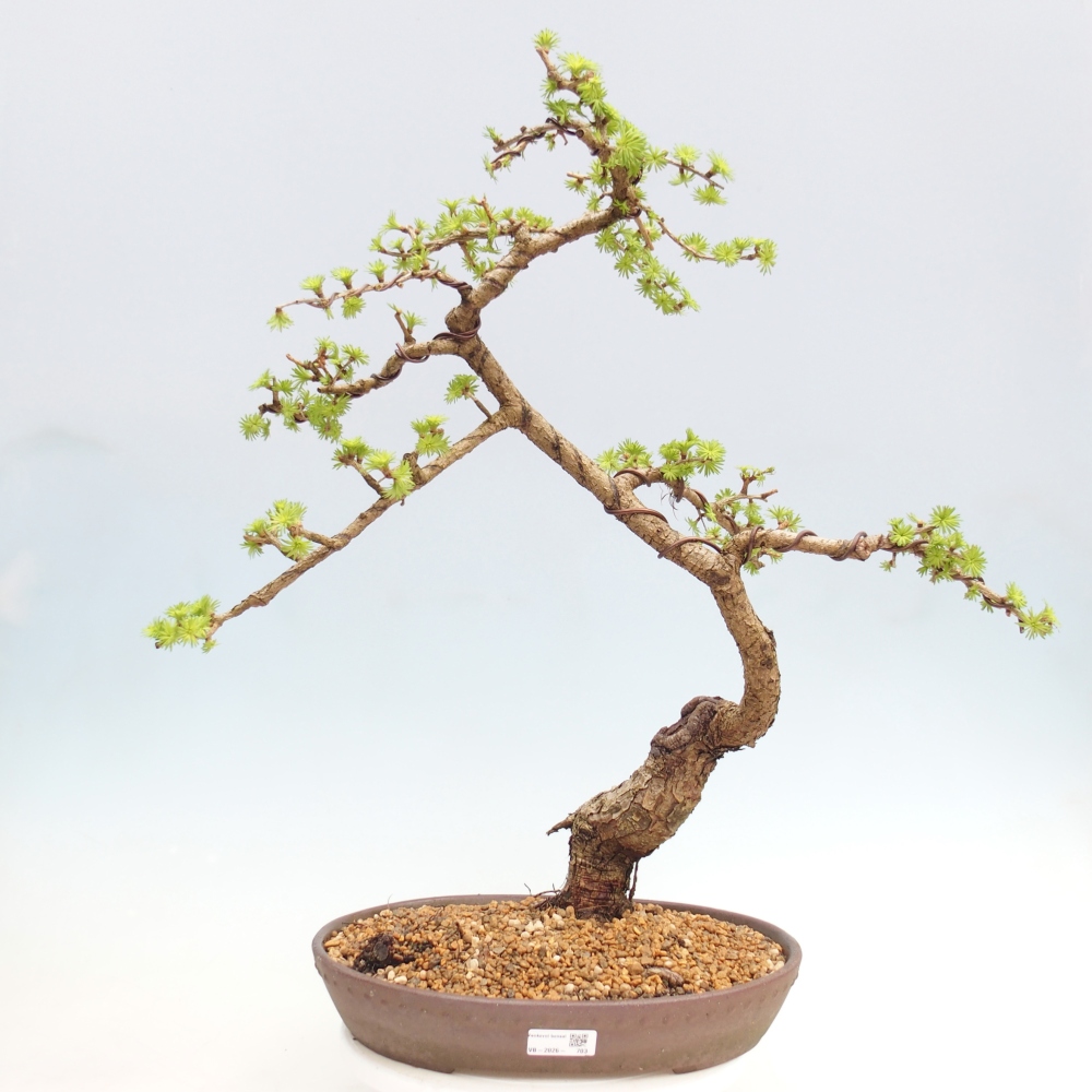 Outdoor bonsai -Larix decidua - Modrzew - Tylko transport paletowy