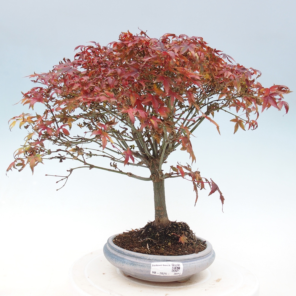 Acer palmatum KIOHIME - klon palmowy