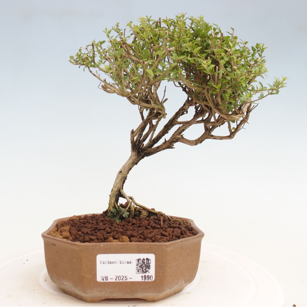 Odkryty bonsai-Lonicera nitida Twiggy -Wiciokrzew