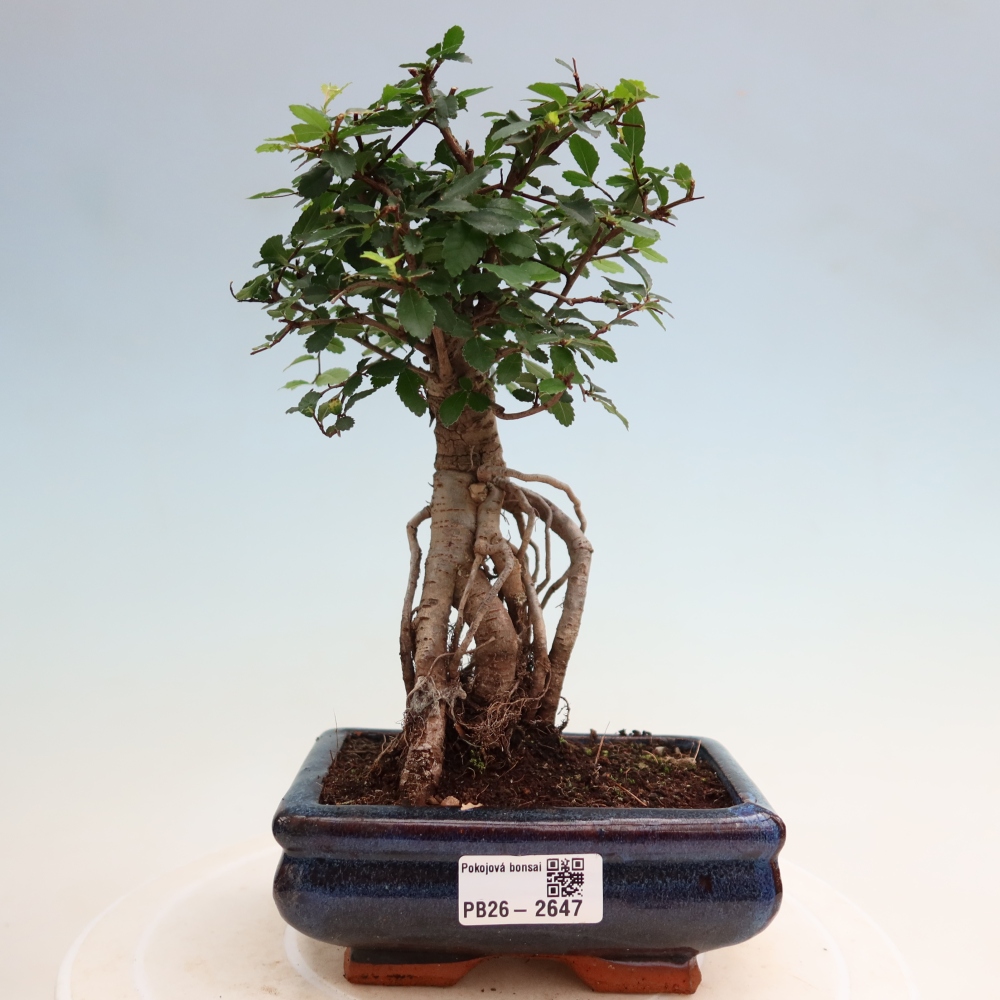 Pokój bonsai - Ulmus parvifolia - Wiąz drobnolistny