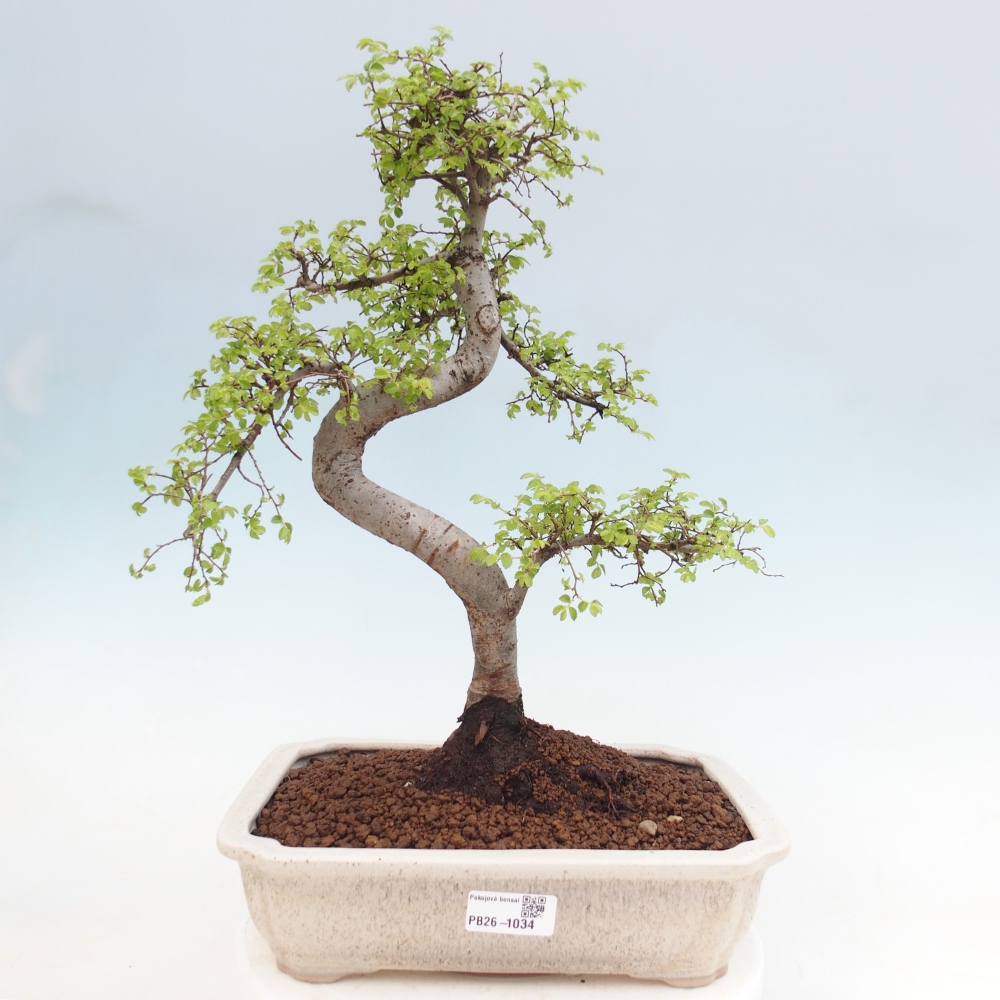 Pokój bonsai - Ulmus parvifolia - Wiąz drobnolistny