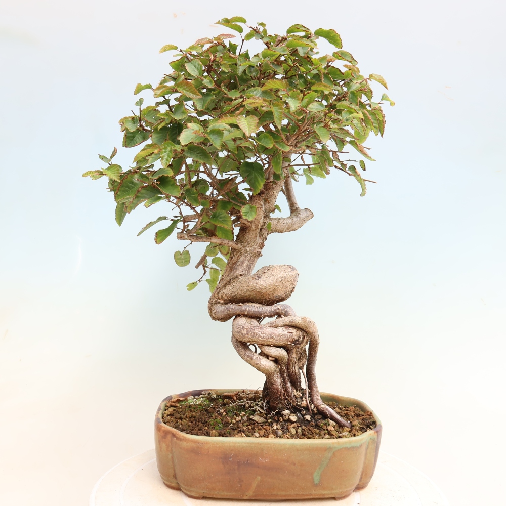 Outdoor bonsai - Carpinus CARPINOIDES - grab koreański