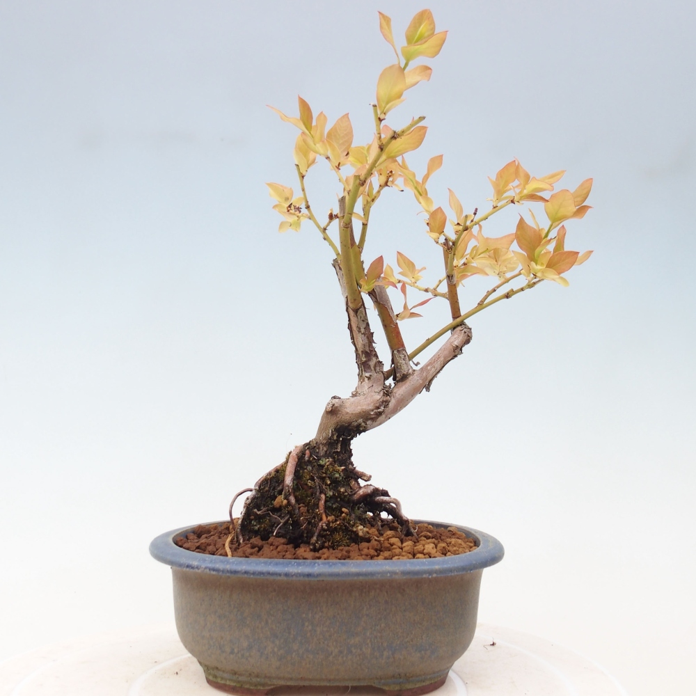 Bonsai Outdoor - Borówka kanadyjska - Vaccinium corymbosum