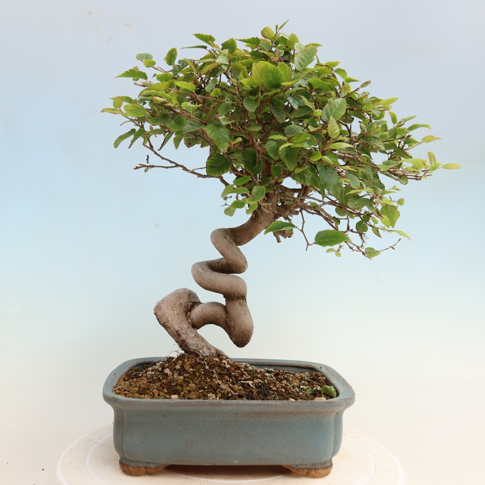 Outdoor bonsai - Carpinus CARPINOIDES - grab koreański