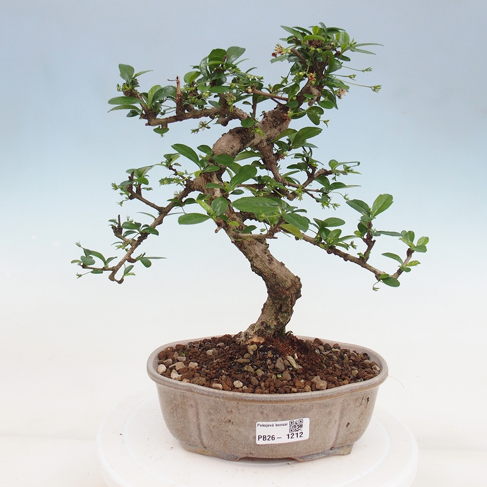 Bonsai pokojowe - Carmona macrophylla - Tea fuki