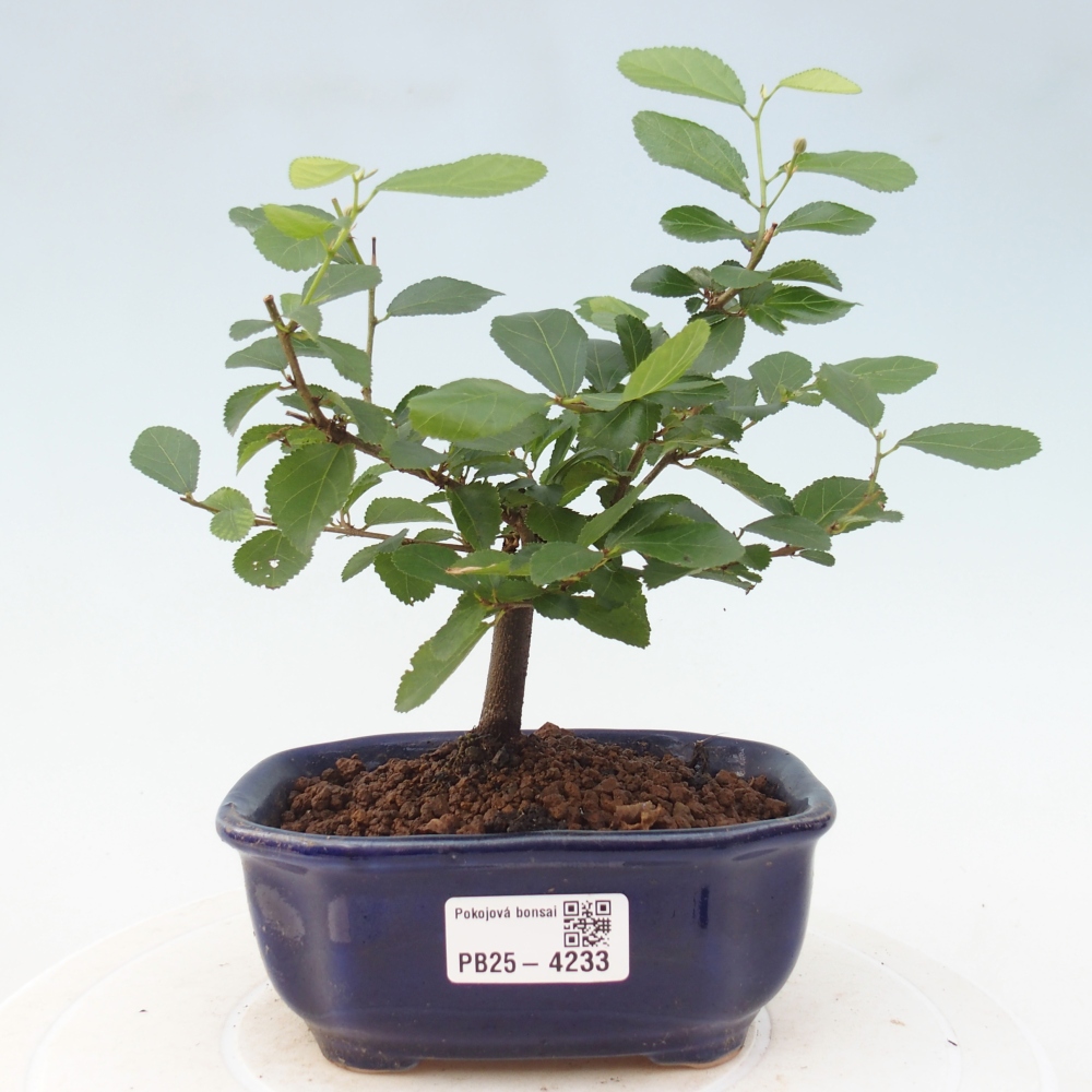 Kryty bonsai - Grewia occidentalis - Lawendowa gwiazda