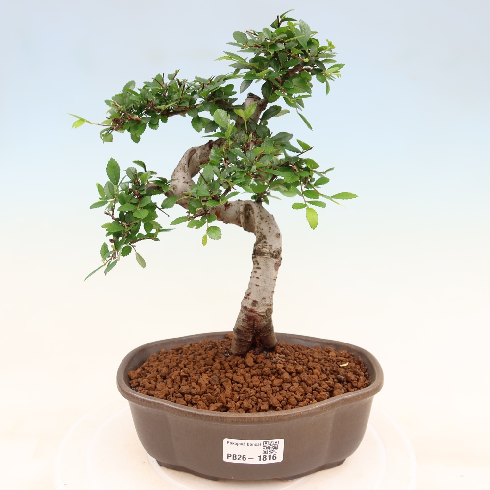 Pokój bonsai - Ulmus parvifolia - Wiąz drobnolistny