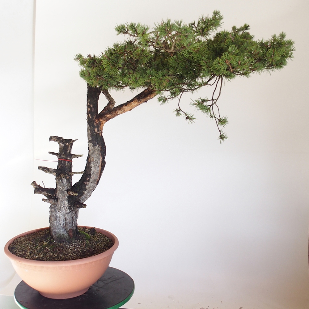 Yamadori - Pinus sylvestris Hiszpania