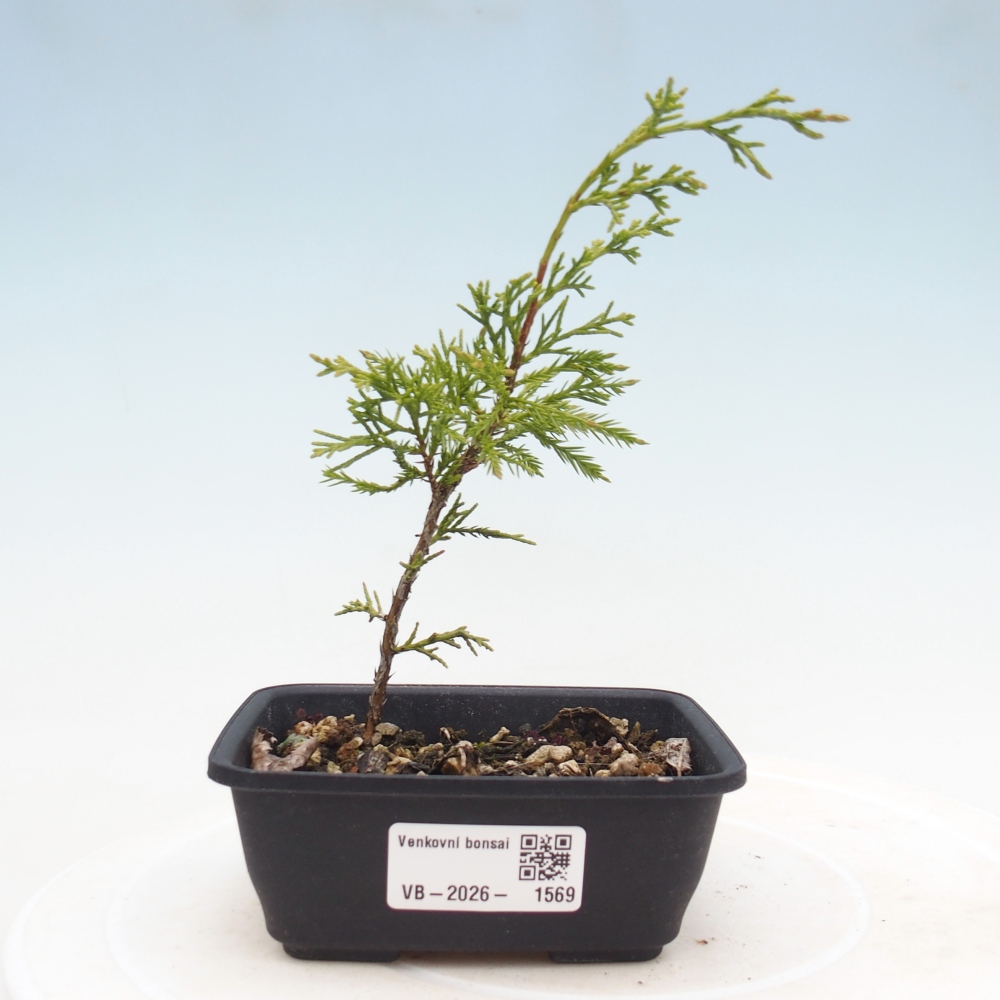 Outdoor bonsai - Juniperus chinensis Itoigawa