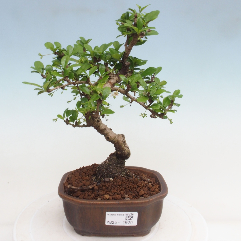 Bonsai wewnętrzne - Carmona makrophylla - Herbata Fuki