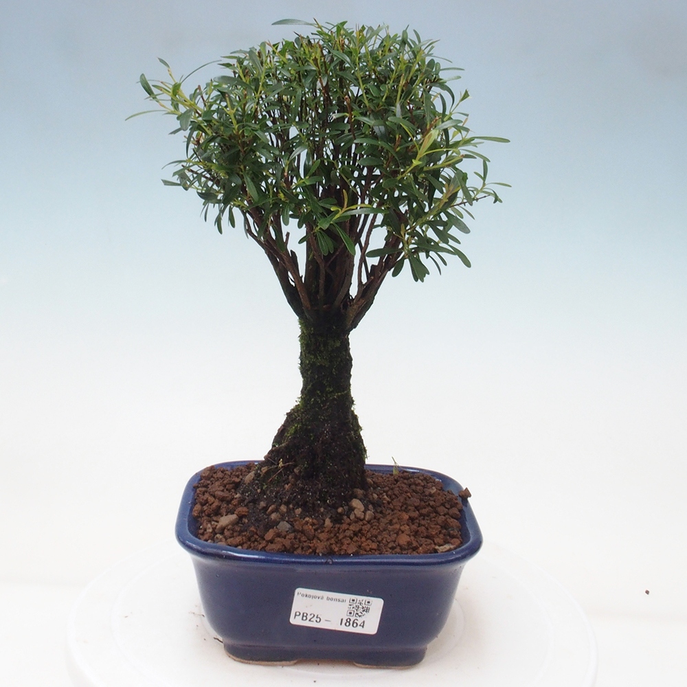 Pokój bonsai - Syzygium - Pimentovník
