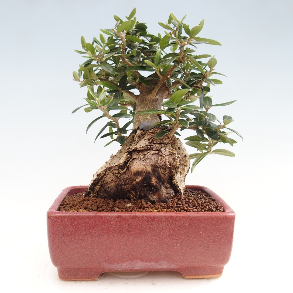 Kryte bonsai - Olea europaea sylvestris - Europejska oliwa z małych liści