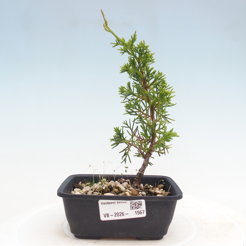 Outdoor bonsai - Juniperus chinensis Itoigawa