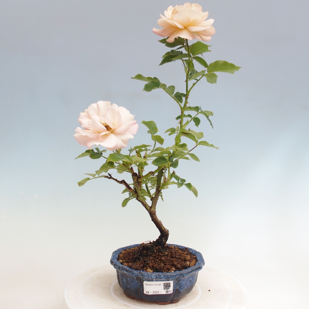 Bonsai na zewnątrz - Rosa Kordes - róża 