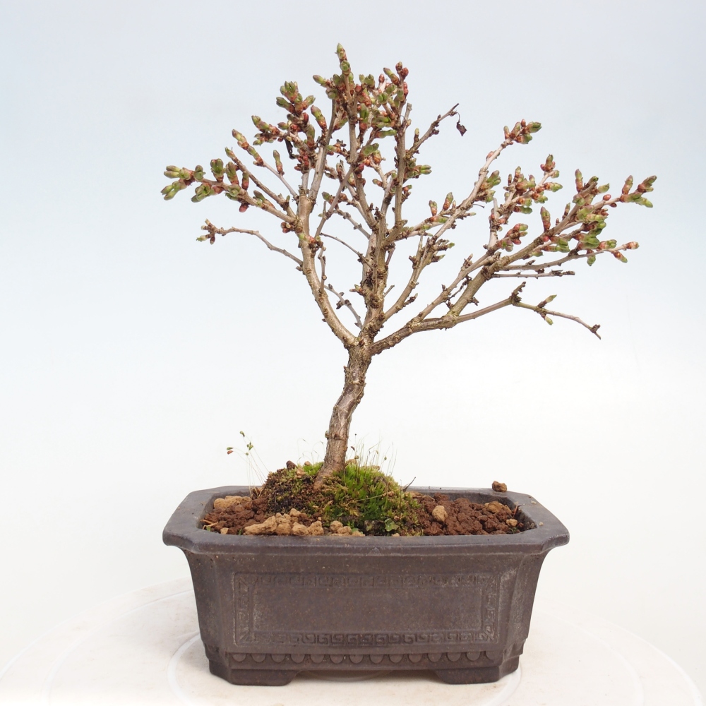 Outdoor bonsai - Prunus incisa Kojou-no mai-Plivon wycięty