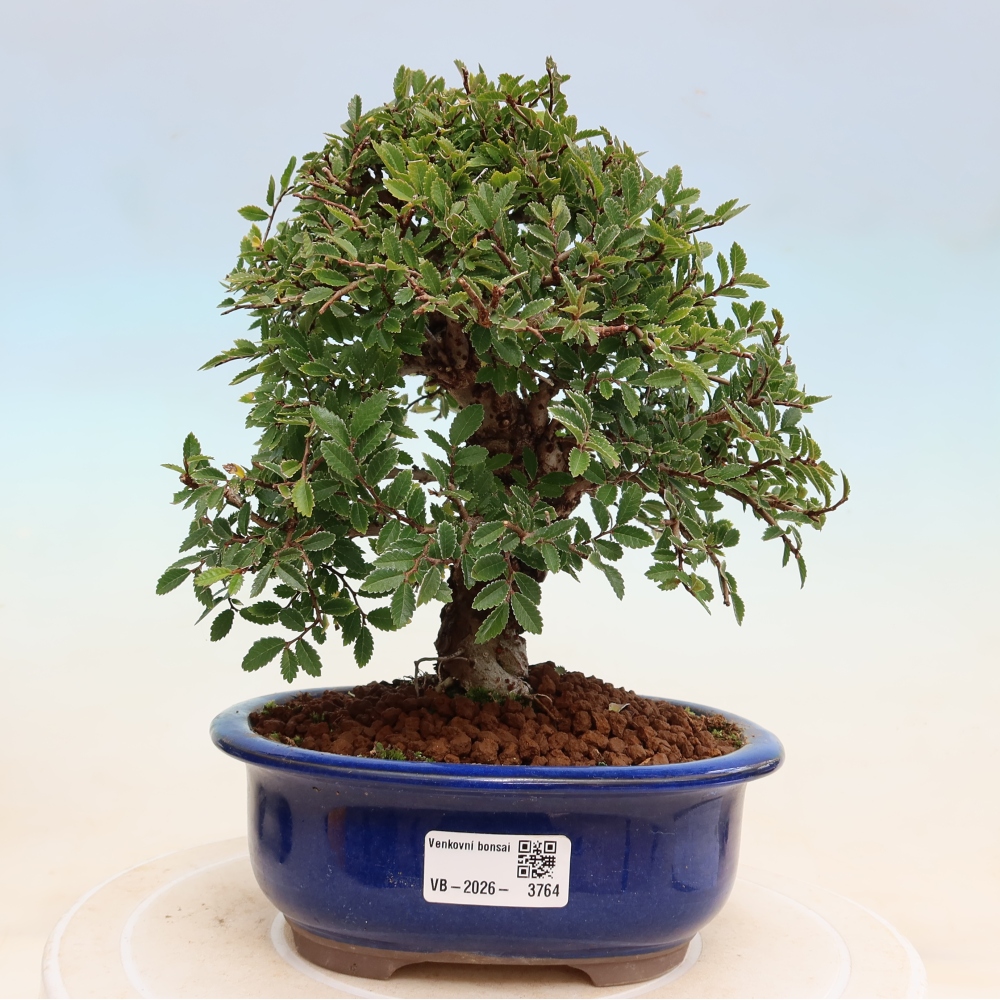Bonsai zewnętrzne - Zelkova - Zelkova NIRE