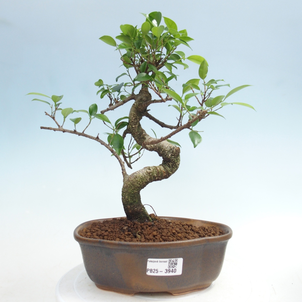 Pokój bonsai - Ficus retusa - figowiec drobnolistny