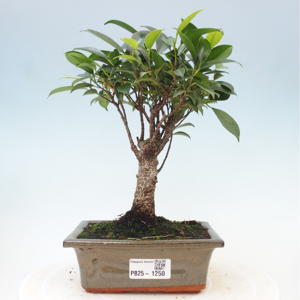 Bonsai wewnętrzne - Ficus retusa - figowiec drobnolistny