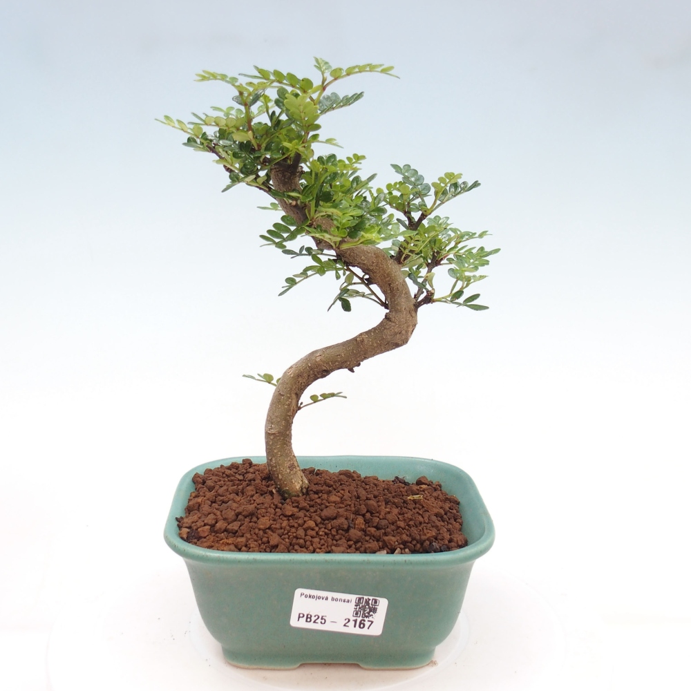 Indoor bonsai -Ligustrum chinensis - dziób ptaka