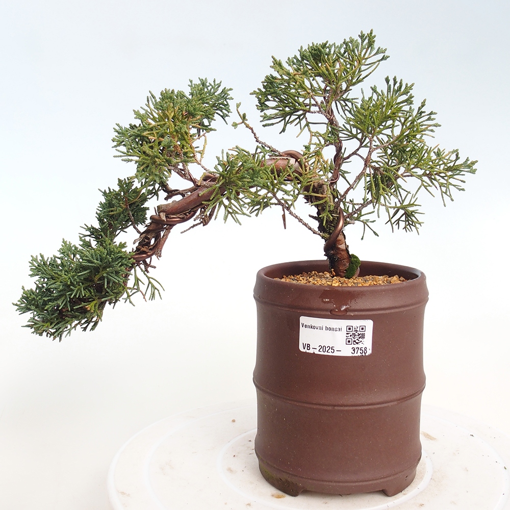 Outdoor bonsai - Juniperus chinensis Kishu