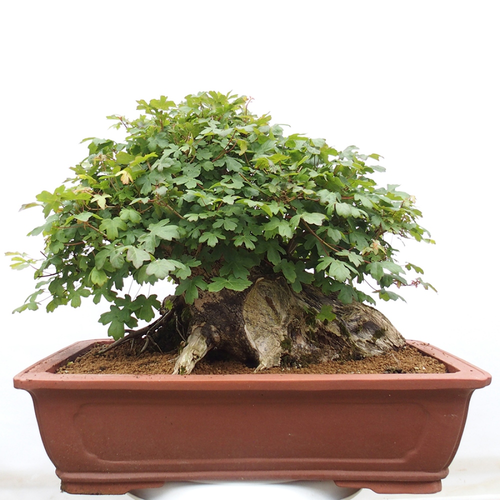 Bonsai zewnętrzne - Klon Francuski - Acer Nonspessulanum