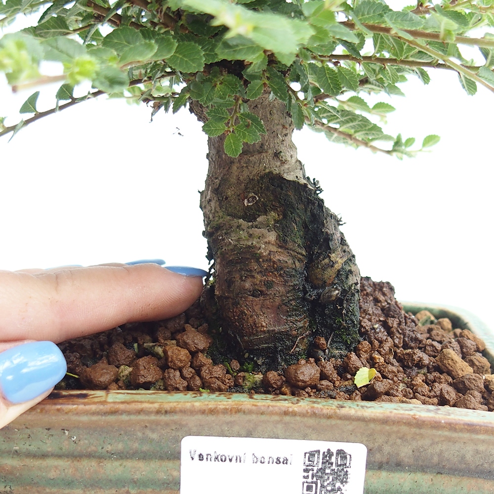 Bonsai zewnętrzne - Ulmus parvifolia Hokkaido - wiąz chiński