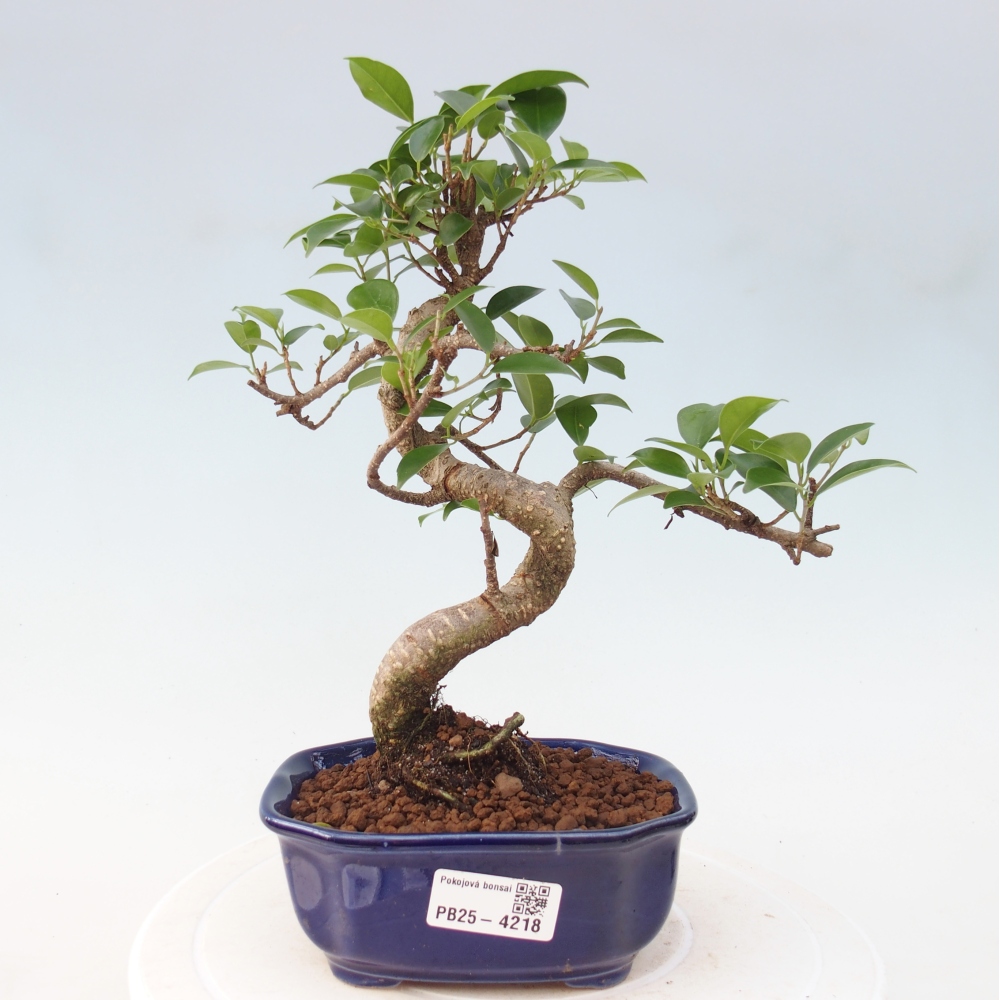 Pokój bonsai - Ficus retusa - figowiec drobnolistny