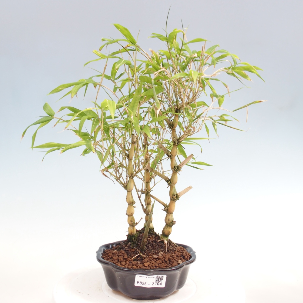 Bonsai wewnętrzne - Bambusowy Budda - Brzuch Bambusowego Buddy