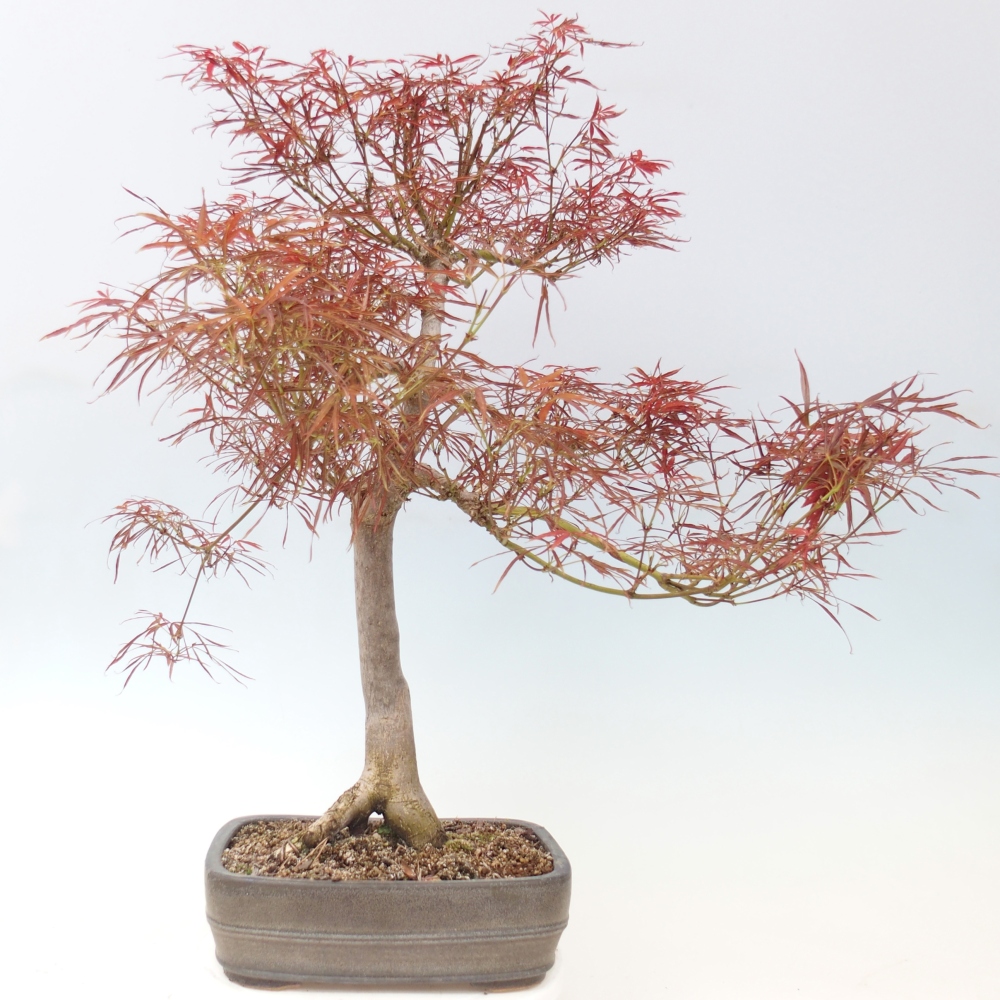 Bonsai zewnętrzne - Acer palmatum RED PYGMY
