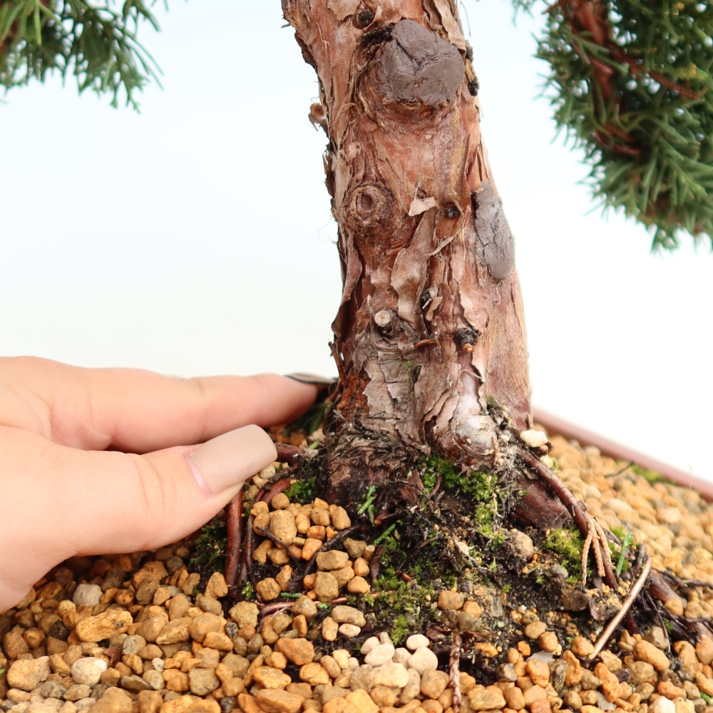 Outdoor bonsai - Juniperus chinensis Kishu