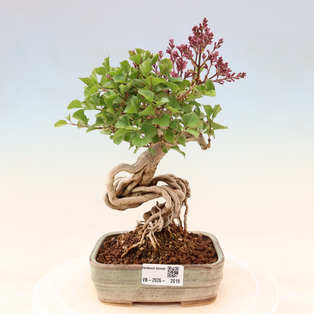 Outdoor bonsai - Syringa microphylla - liliowiec drobnokwiatowy