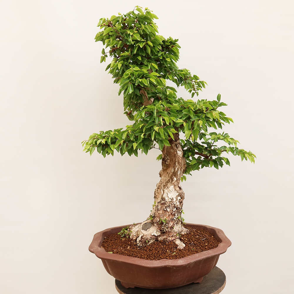 Bonsai plenerowe - Carpinus Coreana - grab koreański