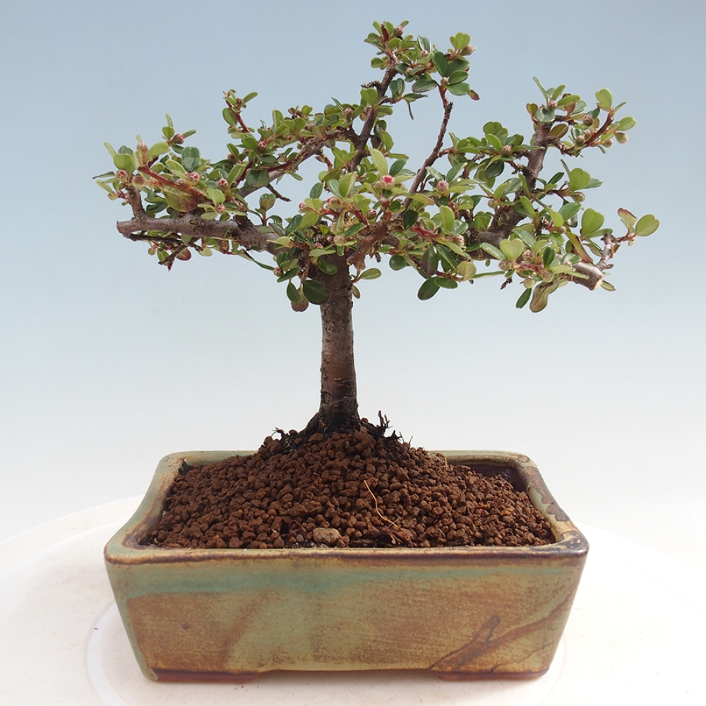 Plenerowe bonsai - Irga pozioma - Drzewo skalne