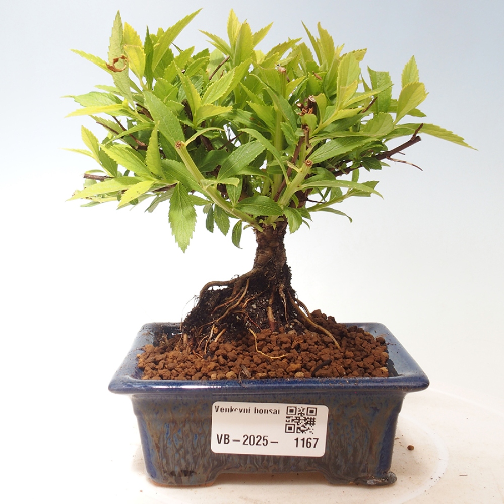 Outdoor bonsai - Spirea japonica GENPSI
