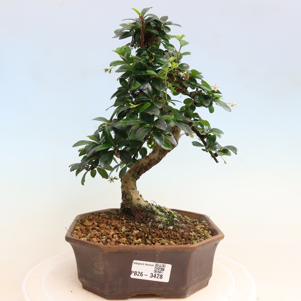 Bonsai pokojowe - Carmona macrophylla - Tea fuki