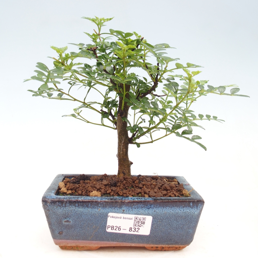 Pokój bonsai - Zantoxylum piperitum - drzewo pieprzowe
