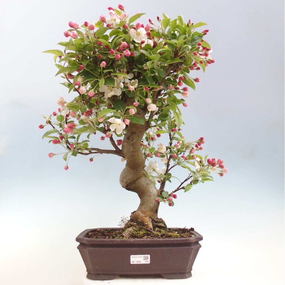 Outdoor bonsai - Malus halliana - Jabłoń drobnoowocowa