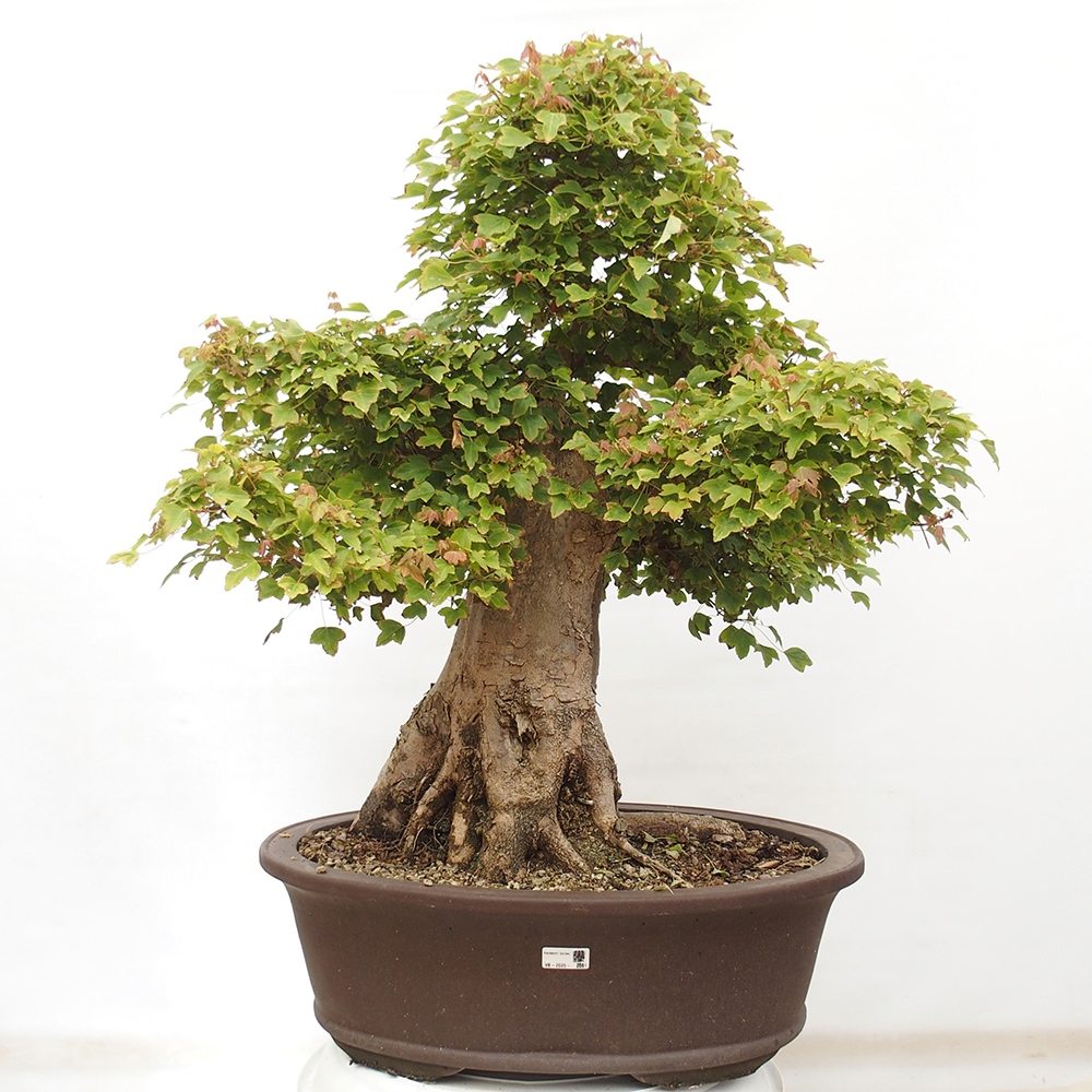 Outdoor bonsai - Maple Buergerianum - Burger Maple