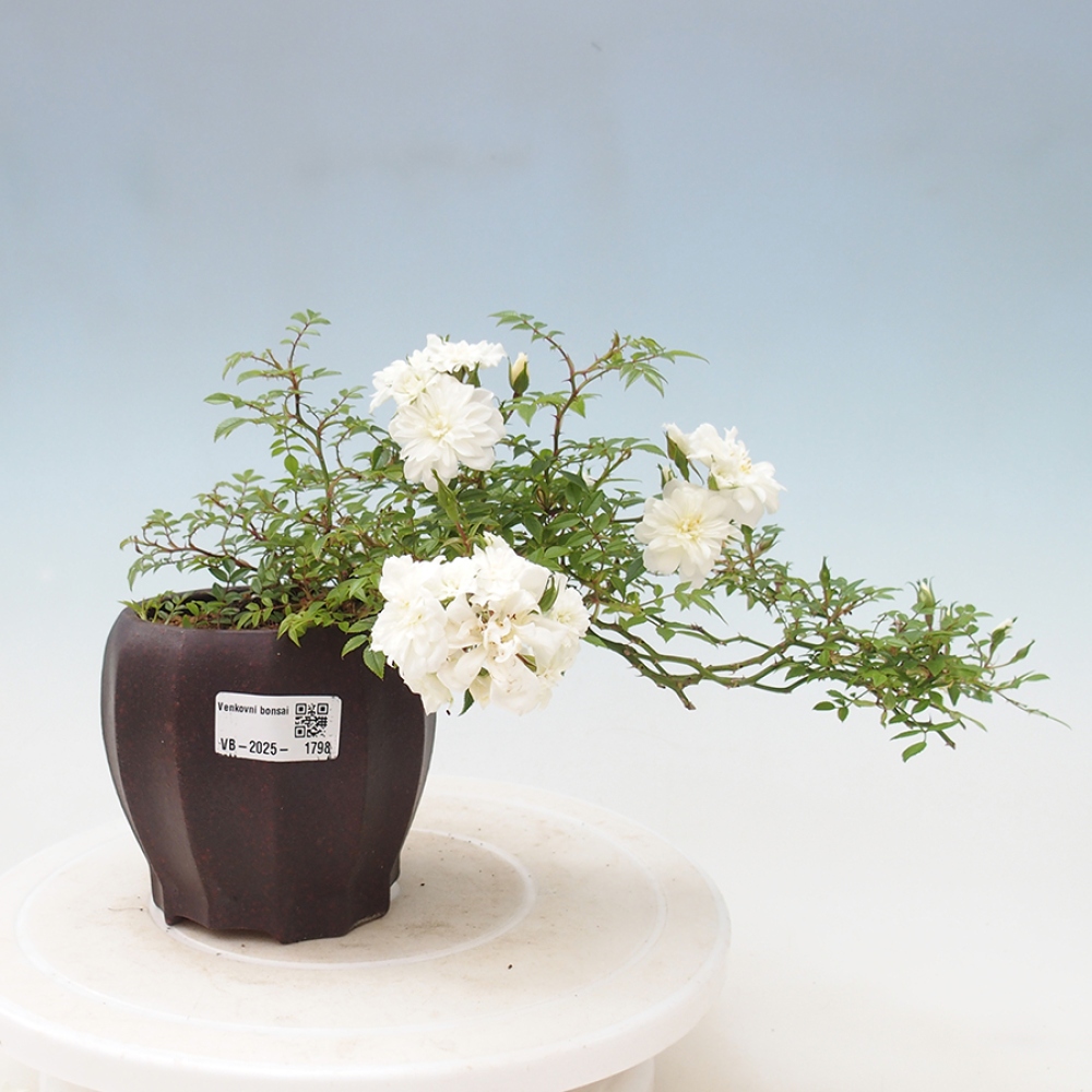 Bonsai na zewnątrz - Rosa Sea Foam - róża 