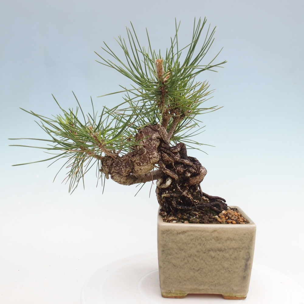 Bonsai ogrodowe - Pinus thunbergii - Sosna Thunbergia