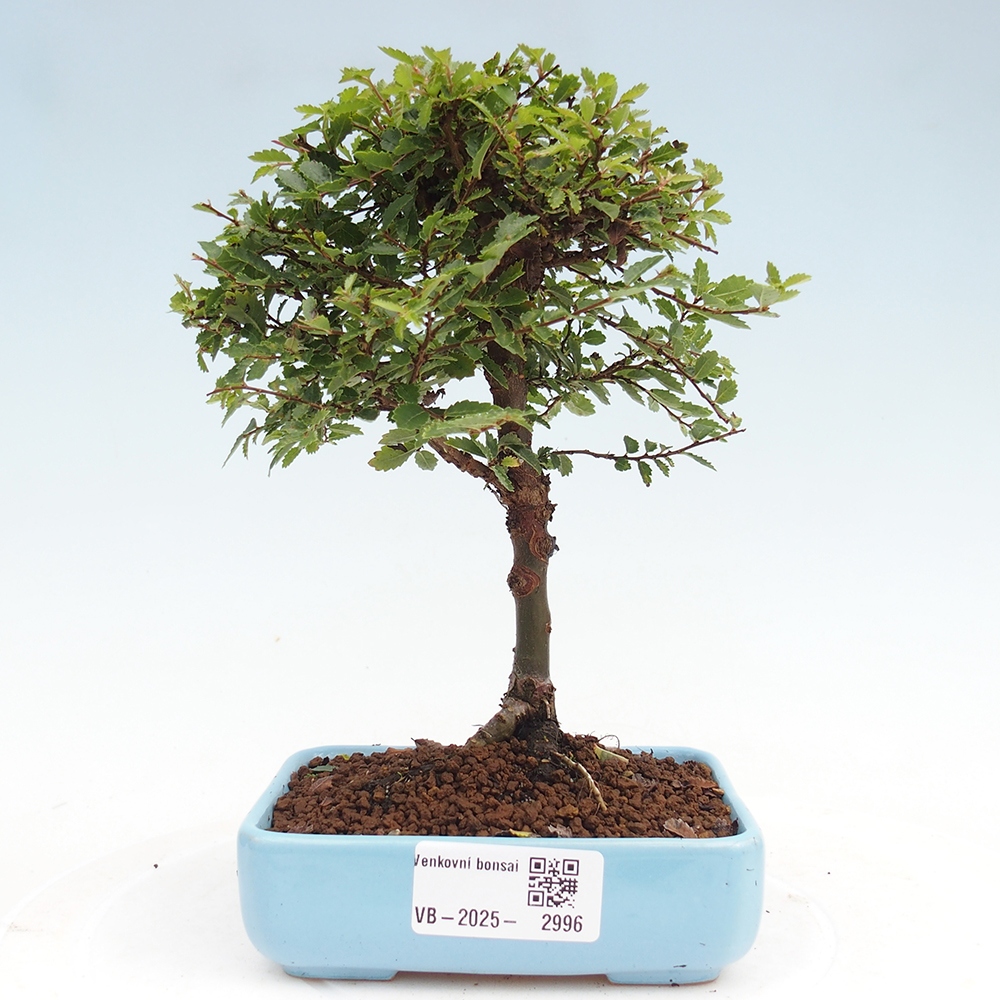 Bonsai zewnętrzne - Ulmus parvifolia Sagei - Wiąz drobnolistny