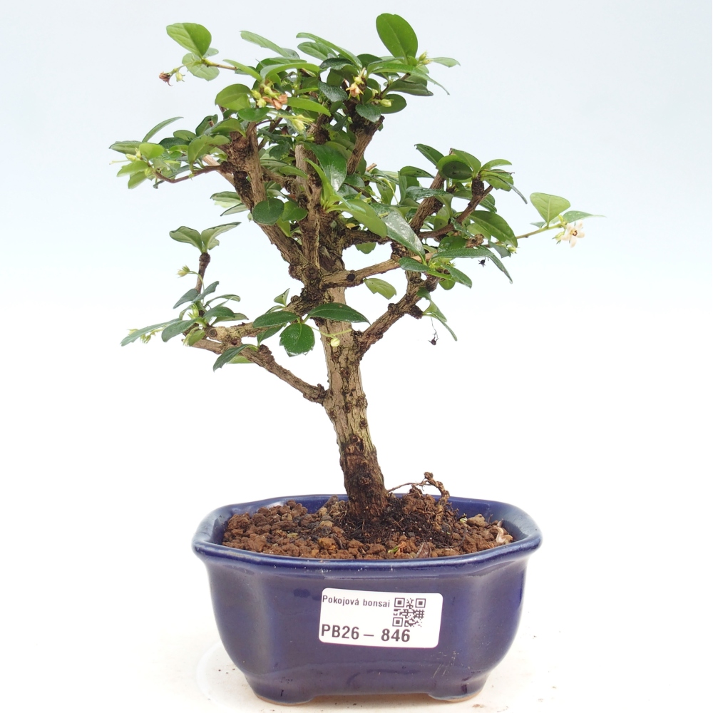 Bonsai pokojowe - Carmona macrophylla - Tea fuki