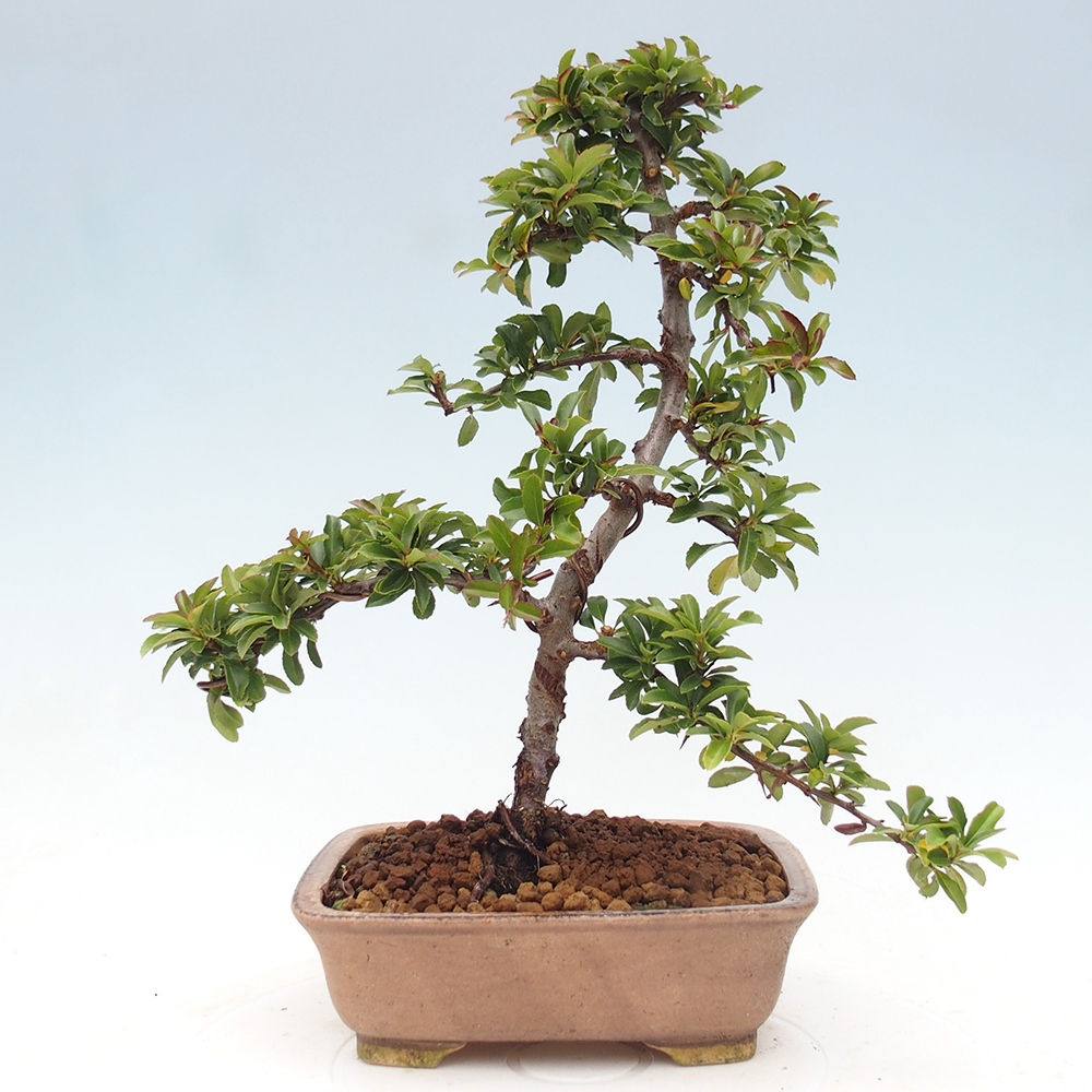 Outdoor bonsai-Pyracantha Teton -Hlox