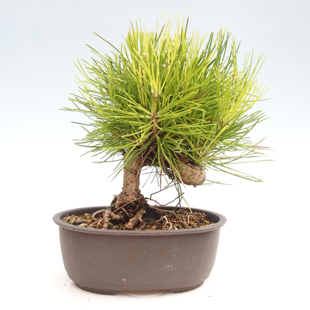Bonsai ogrodowe - Pinus thunbergii - Sosna Thunbergia