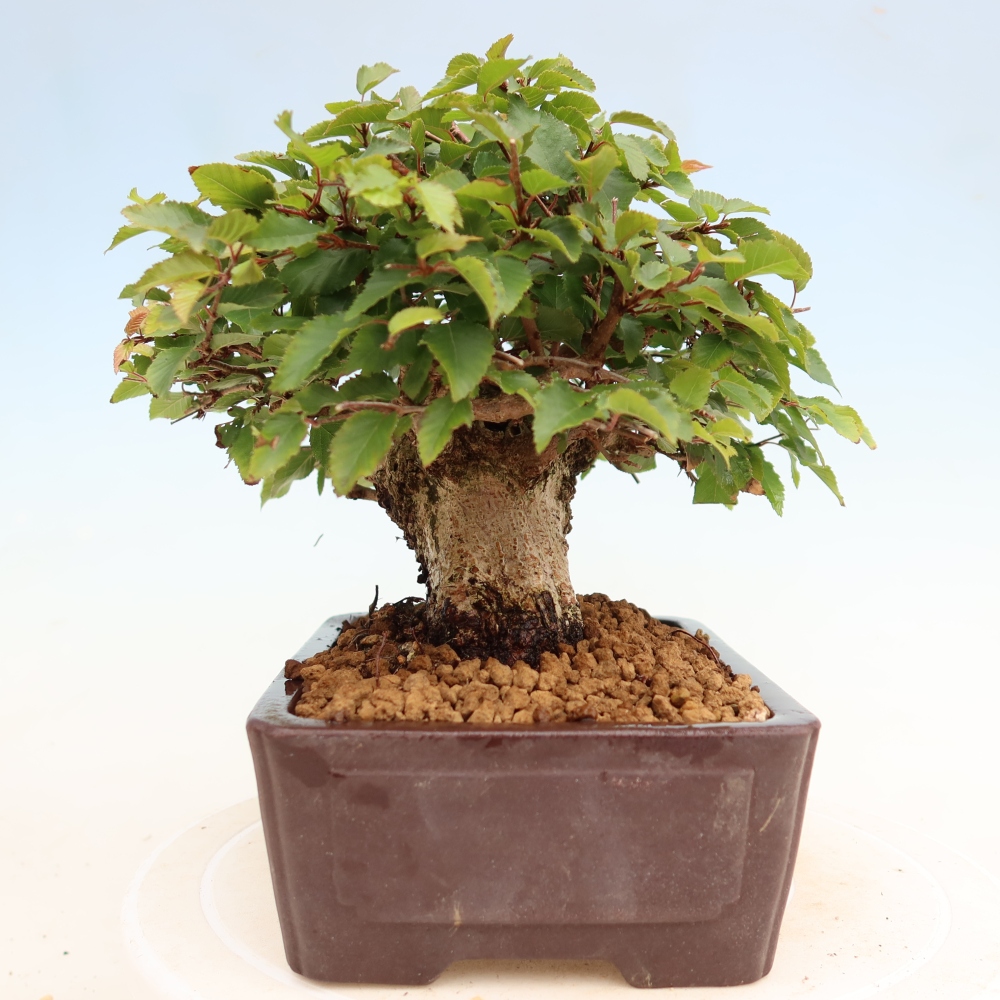 Outdoor bonsai - Carpinus coreana - grab koreański