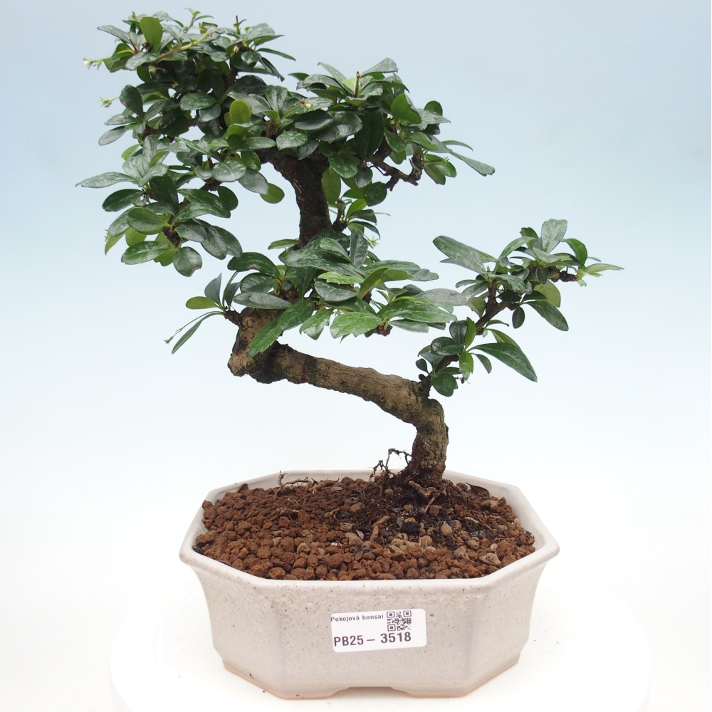 Bonsai pokojowe - Carmona macrophylla - Tea fuki