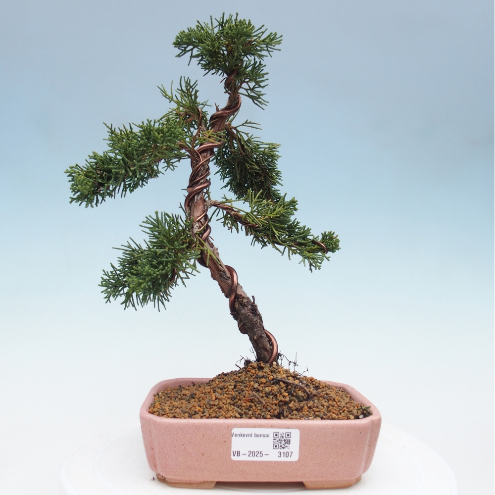 Bonsai zewnętrzne - Juniperus chinensis Kishu - Jałowiec chiński