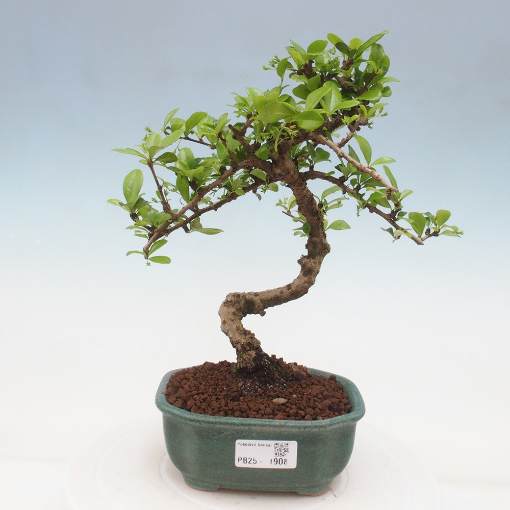Bonsai wewnętrzne - Carmona makrophylla - Herbata Fuki