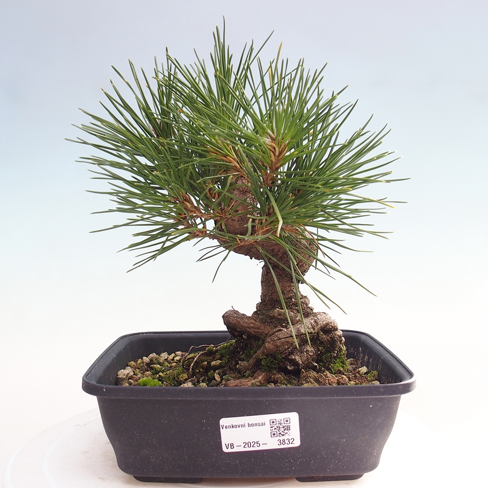 Outdoor bonsai - Pinus thunbergii - sosna Thunberga